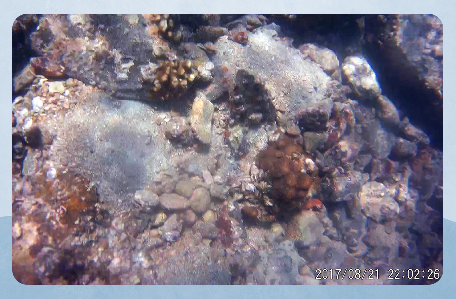 這張圖片裡的珊瑚多偏向在角落